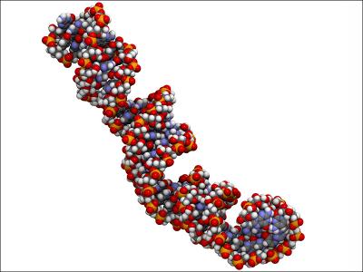 MicroRNA graphic