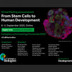 Virtual Meeting announcement: from Stem Cells to Human Development